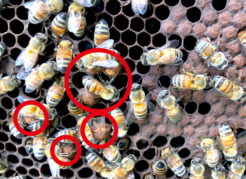 雄蜂と働き蜂の巣房の大きさの違い